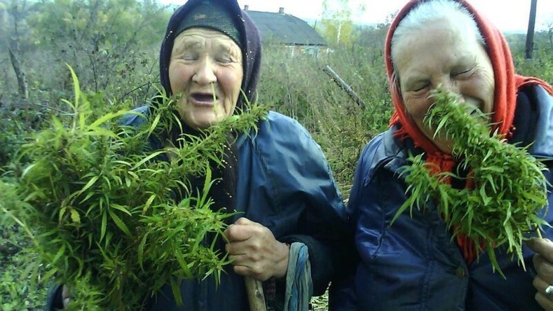 Благодаря марихуане в организме человека была открыта новая система.