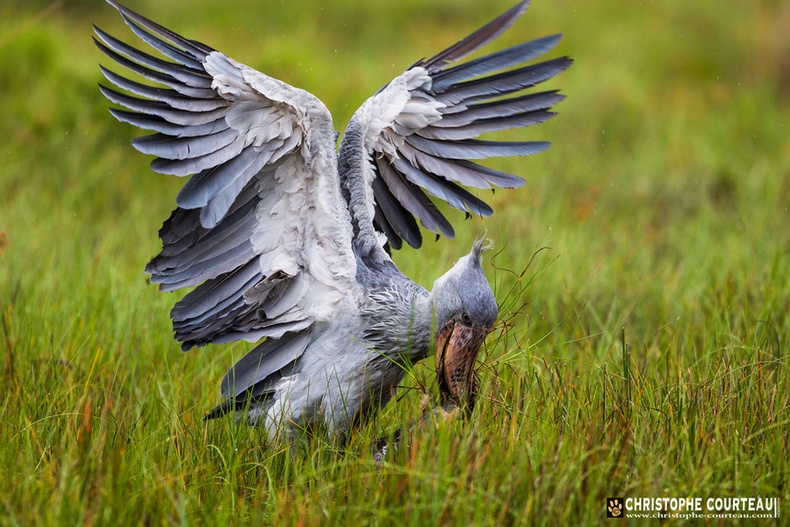 Король Африки (Balaeniceps rex)