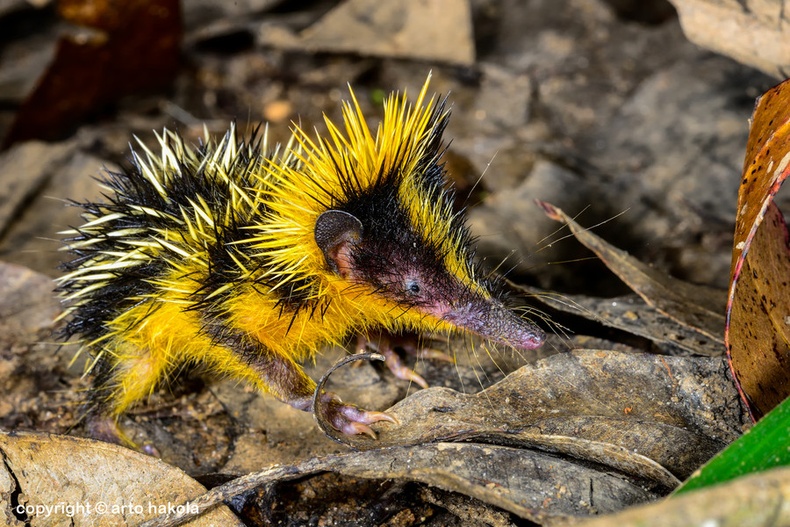 Tenrecidae Мадагаскара