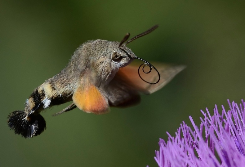 Соколы (Sphingidae)