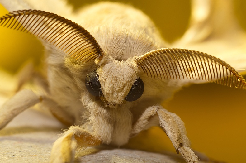 Мотылек (Diaphora mendica)