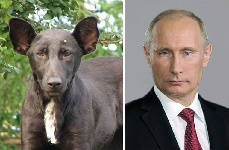 Собака с мордой как у путина