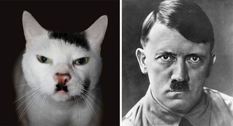 Кот похож на Гитлера