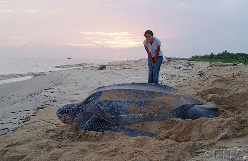 Гигантская морская черепаха