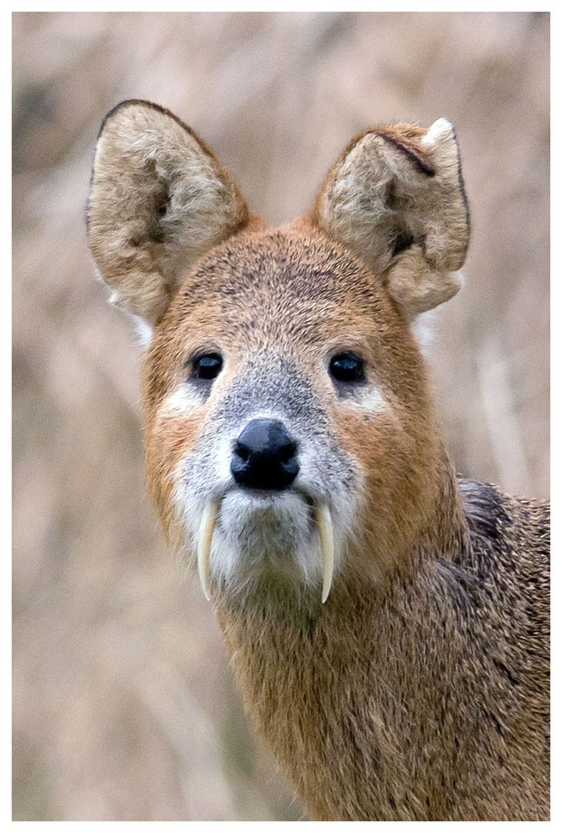 Мускусная руда (Moschus moschiferus Linnaeus)