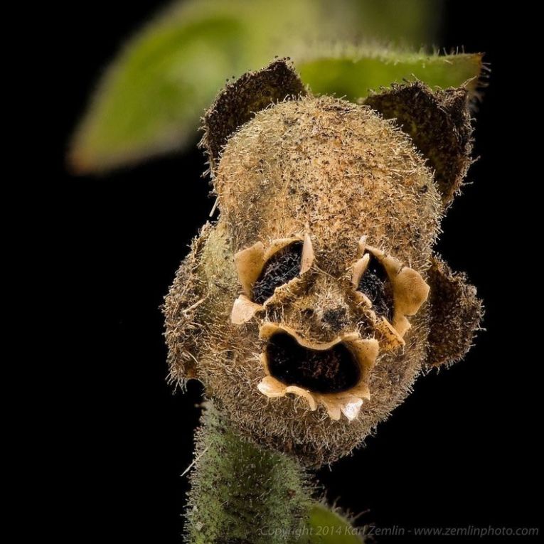 Неповторимый вид на прекрасный кирказон (Aristolochia elegans)