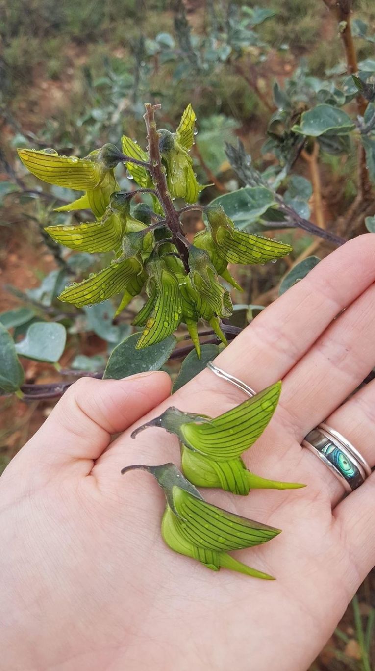 Цветок под названием Crotalaria cunninghamii