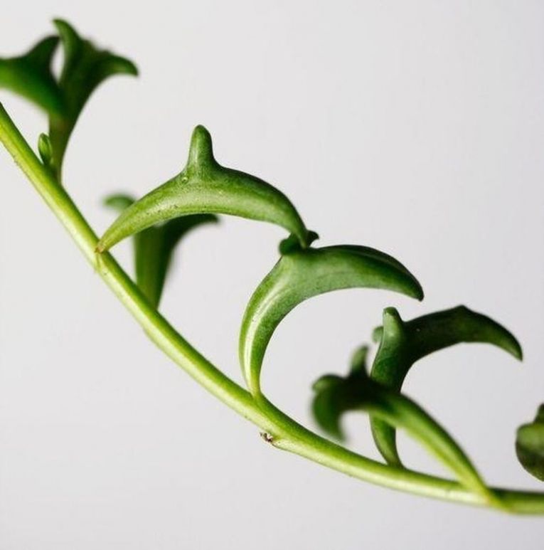 Senecio peregrinus: Дельфин