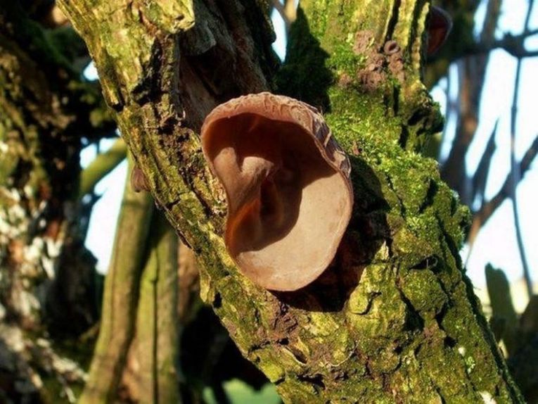 Auricularia auricula-jude, похожий на ухо, — съедобный гриб
