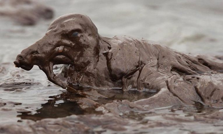 Пострадавшая от разлива нефти при повреждении трубопровода