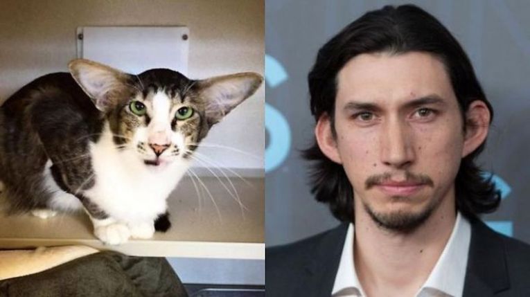 Кот, имитирующий Адама Драйвера