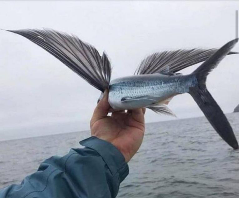 Летучая рыба (Exocoetidae)