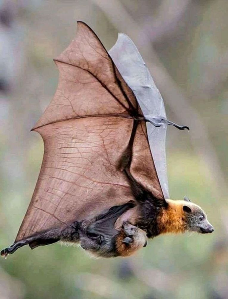 «Летучая лисица»&nbsp;&mdash; гигантская летучая мышь (Pteropus vampyrus)
