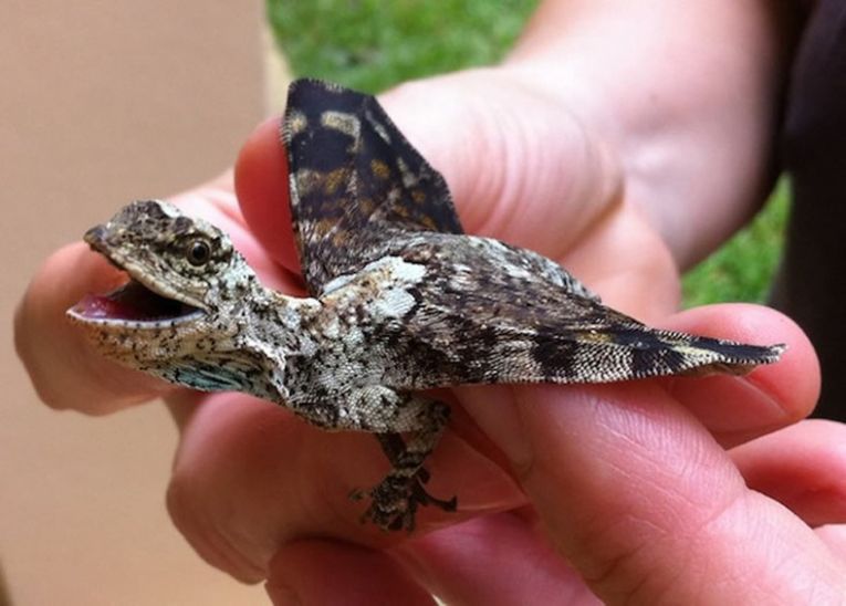 Индонезийская летающая ящерица по прозвищу «Дракон» (Draco spilonotus)