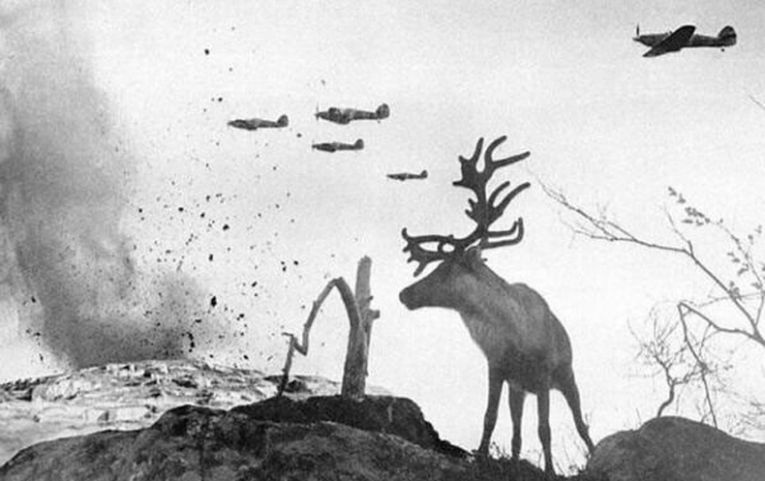 Олень во время немецкой бомбардировки — СССР, 1941 год