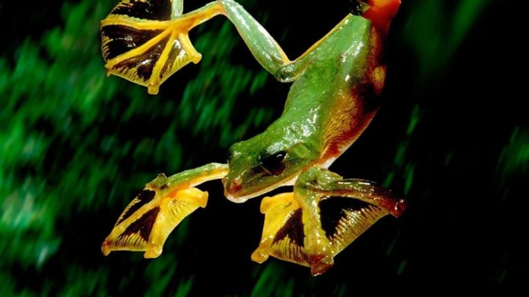 Летающая лягушка (Rhacophorus georgii)